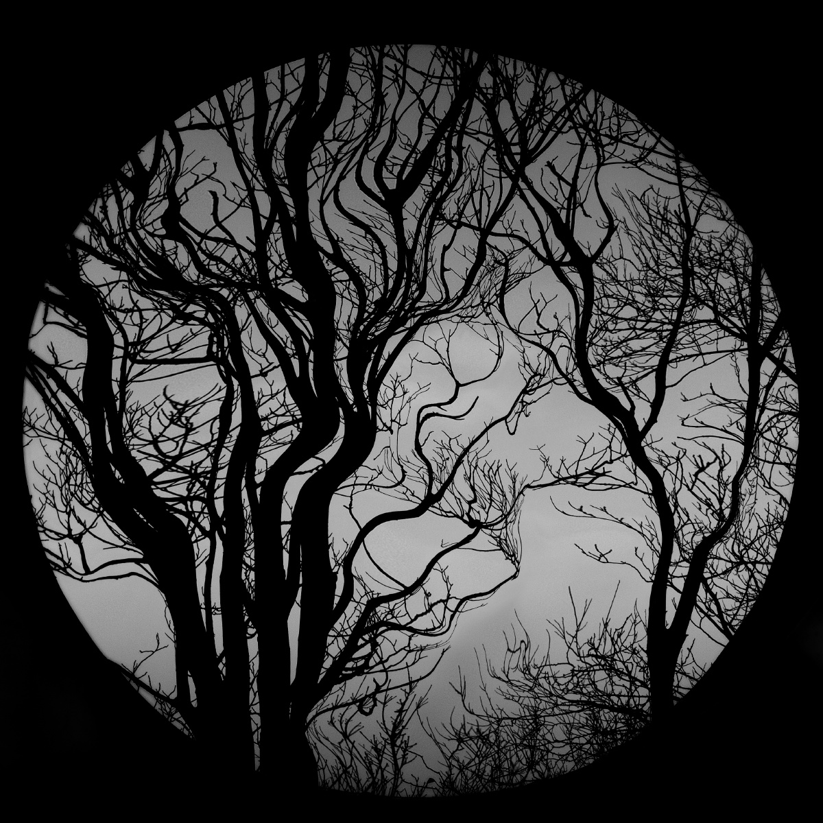 我要上开屏风光佳能黑白光影植物   打开微信,使用"扫一扫"即可将网页