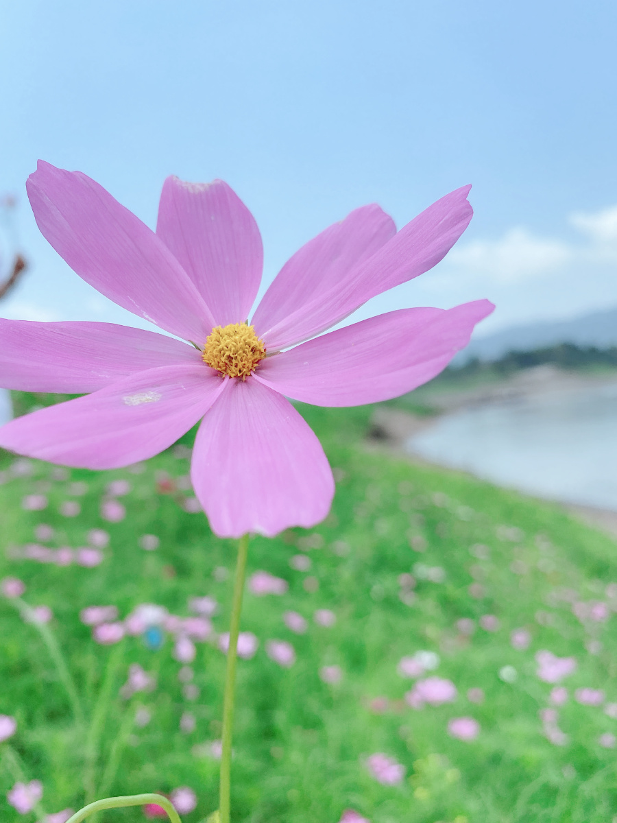 木洞河街格桑花开了