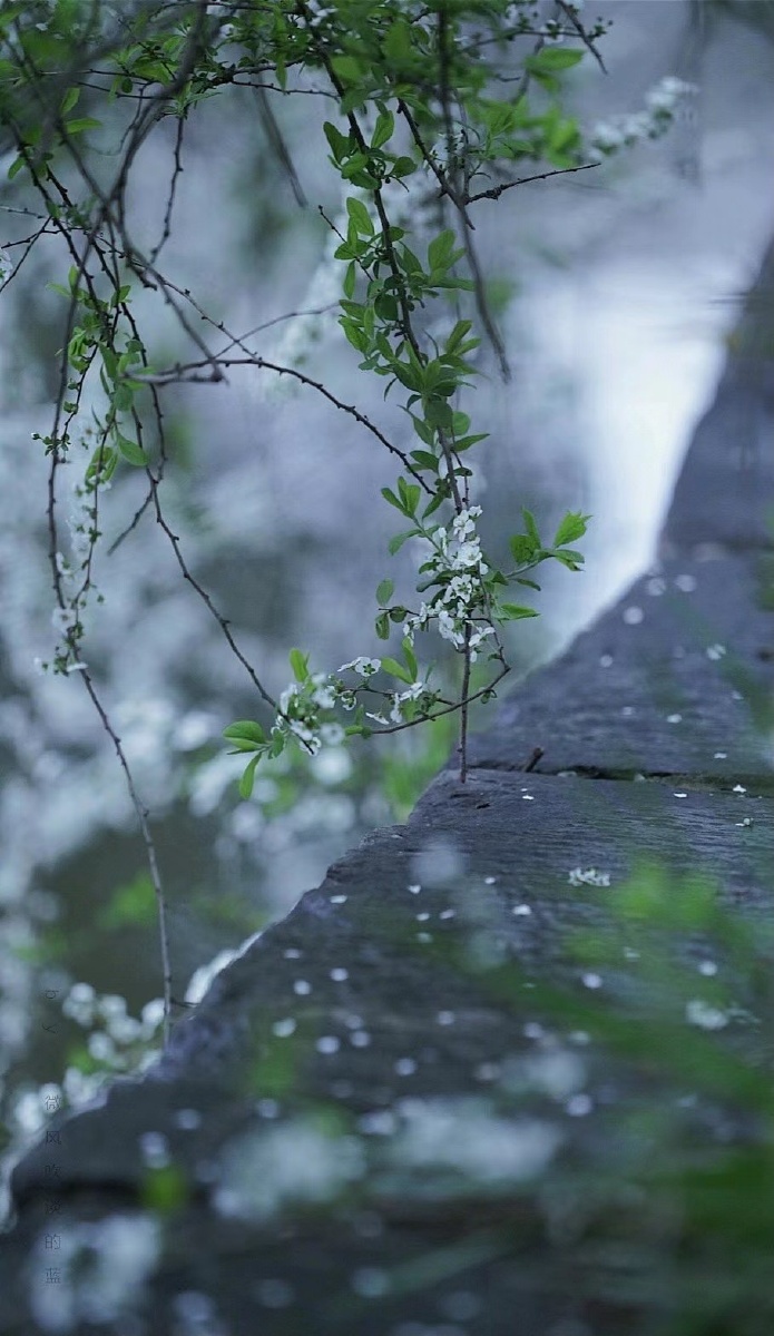 落花有意流水无情