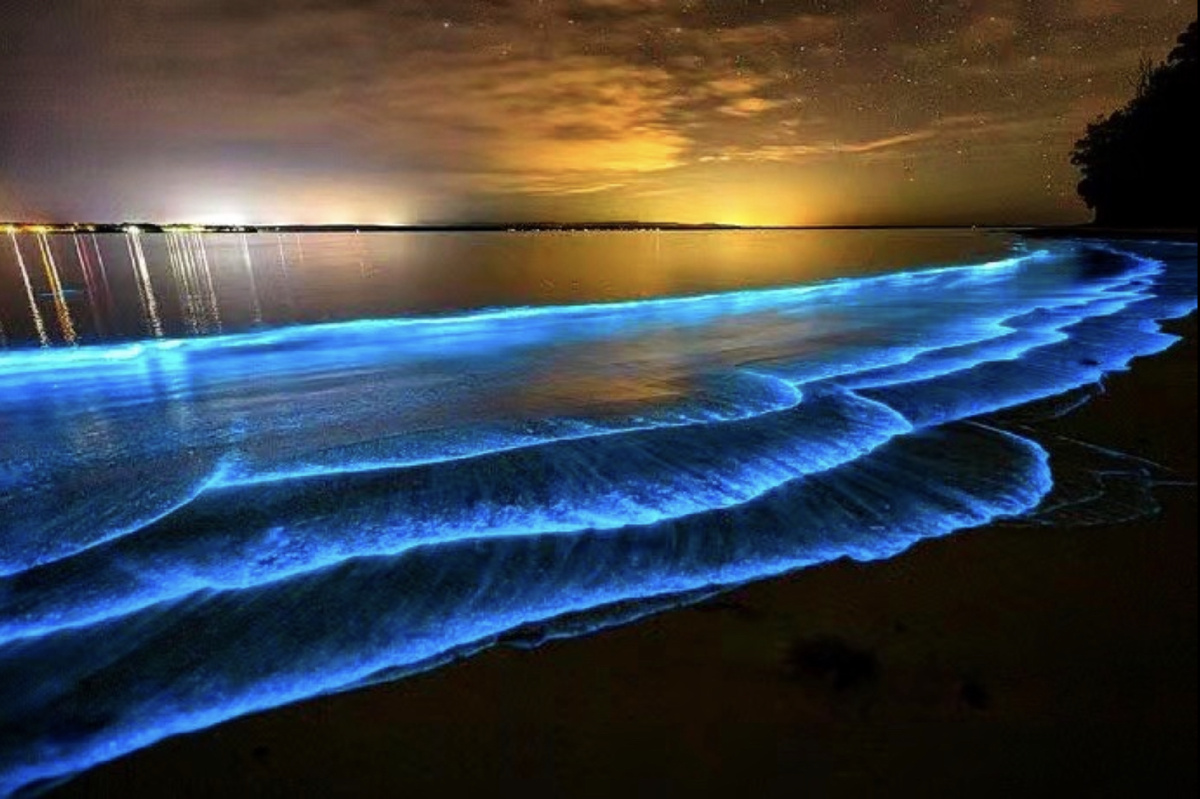 蓝色彼岸开着蓝色的彼岸花么