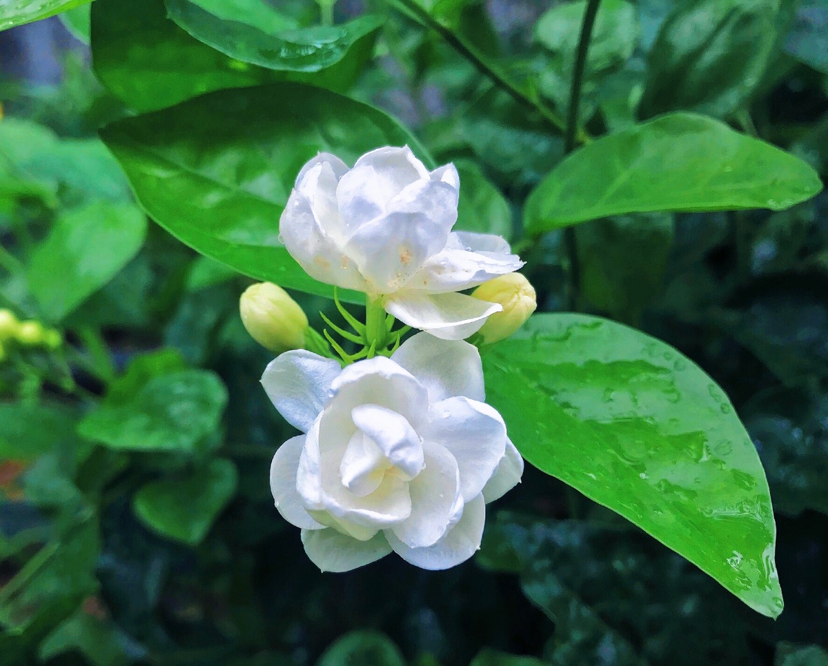 雨后的茉莉花