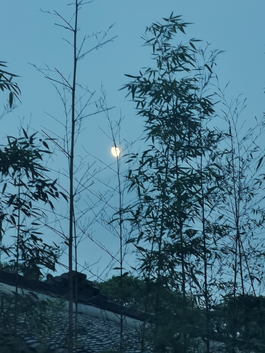 竹林月影 - 一叶红尘 - 图虫