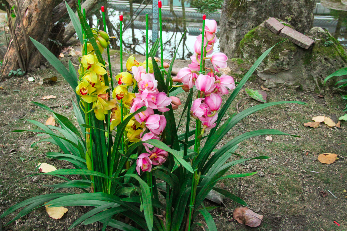 大花惠兰虎头兰兰花盆栽绿植植物蝉兰春兰建兰惠兰带花苞花卉