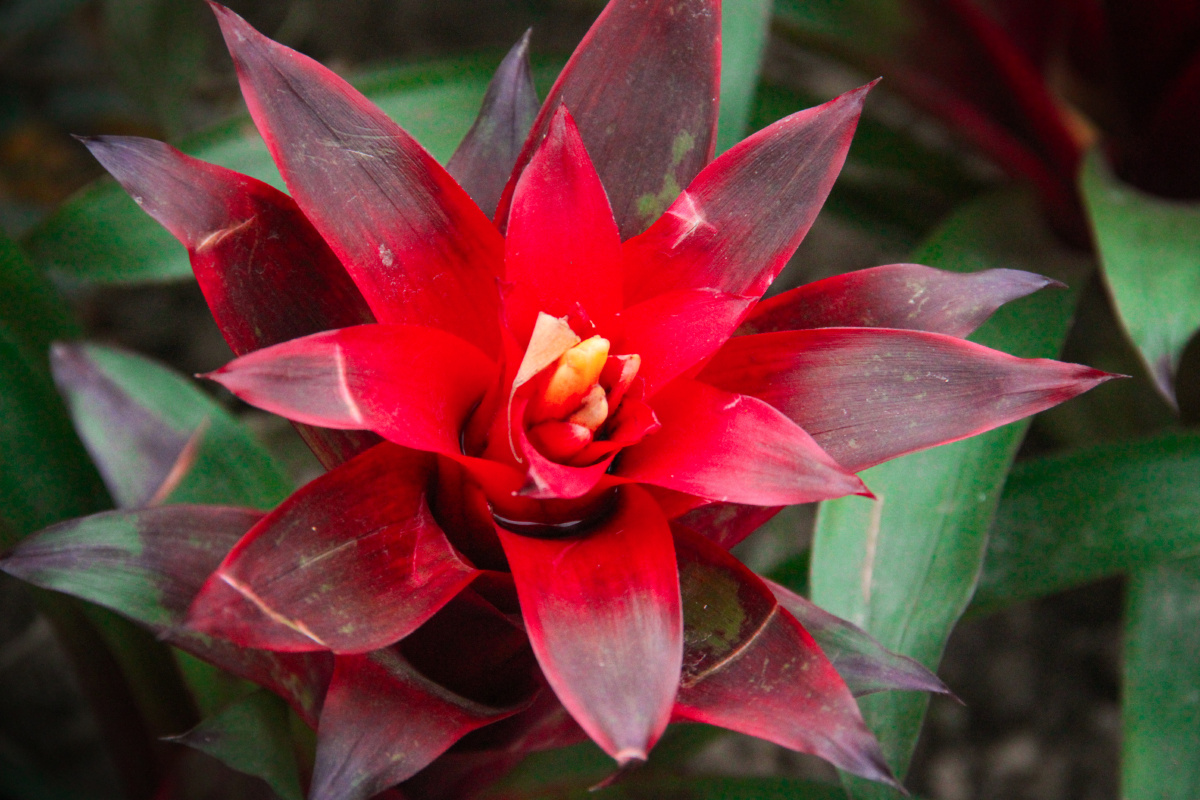 鸿运当头盆栽空气凤梨室内精选花卉盆栽吸甲醛净化空气带花观赏植物