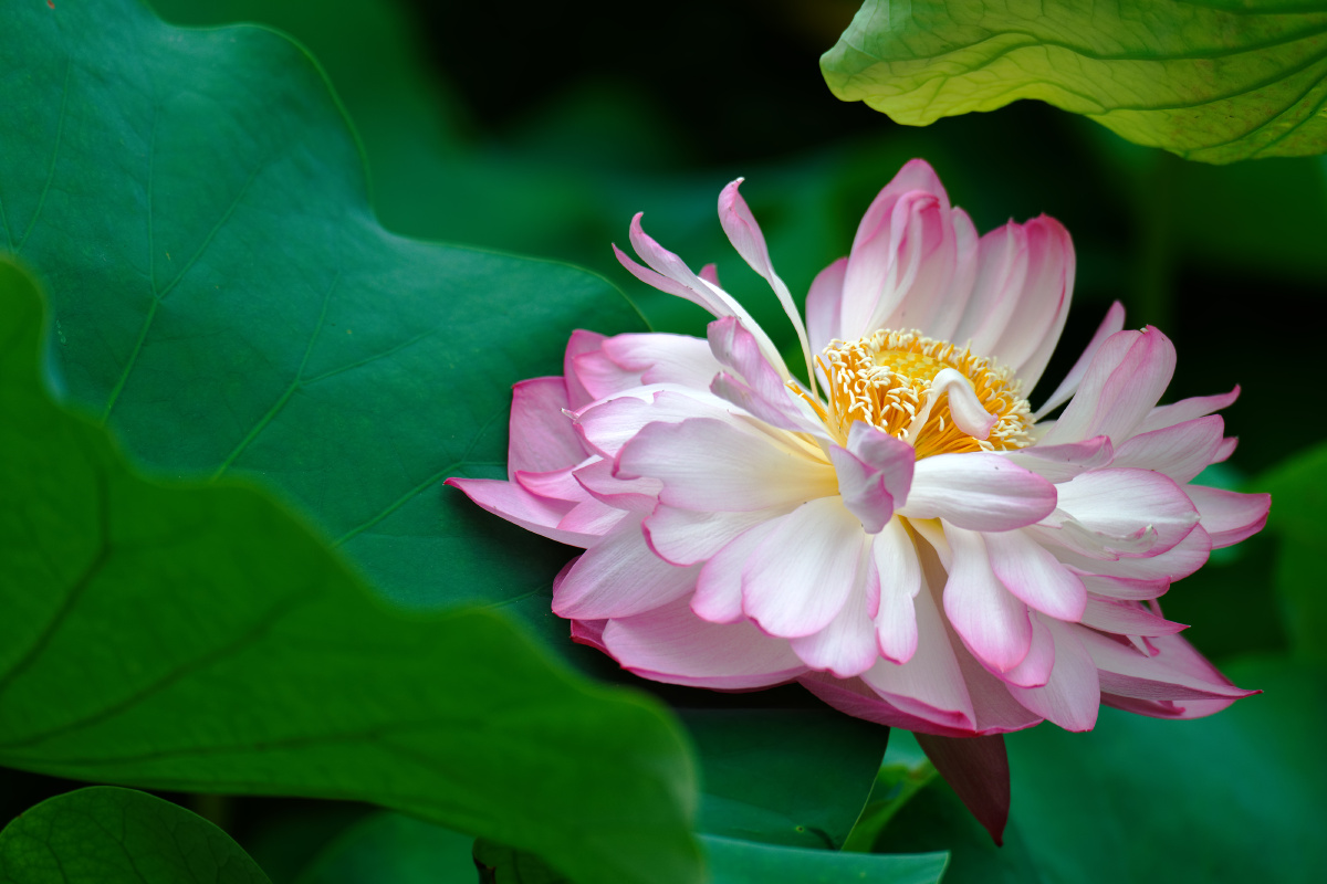 荷花 夏季 少见品种 复瓣 - realcut - 图虫