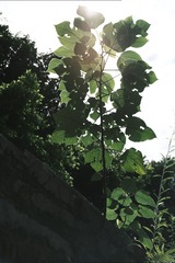 1000478217