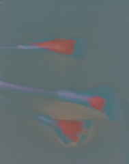 4721DAA4-FFA5-4C4E-AEDB-75AD4F646D90/L0/001