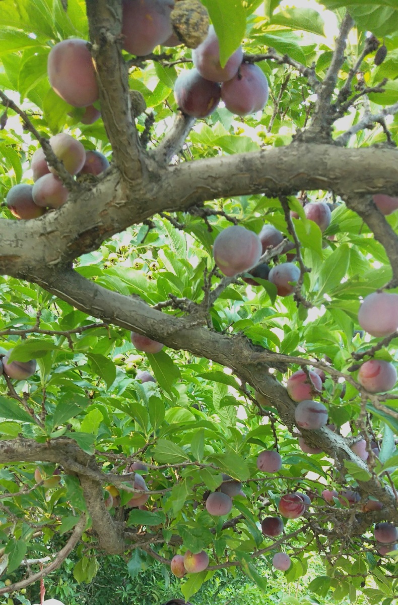 果木树下养鸡非常好退休了也是一个去处