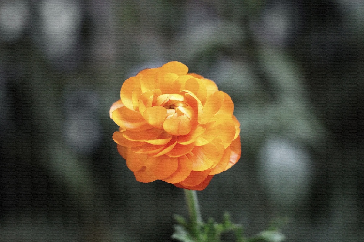 一支橙色的洋牡丹