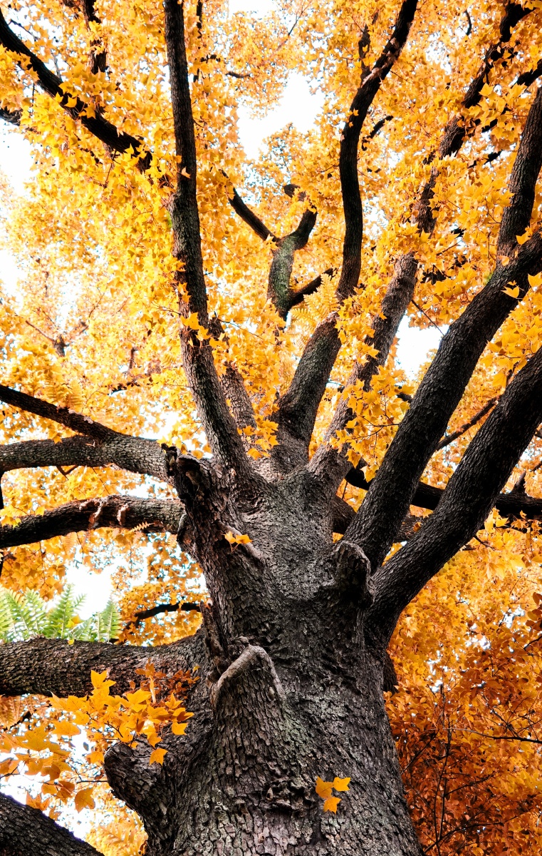 县内莞镇,保护古树上百棵,其中该片枫树是广东省目前发现的最大枫树