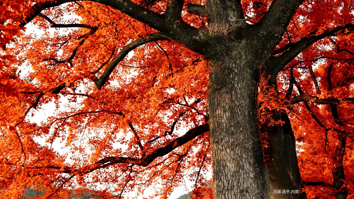 位于河源市连平县内莞镇,保护古树上百棵,其中该片枫树是广东省目前