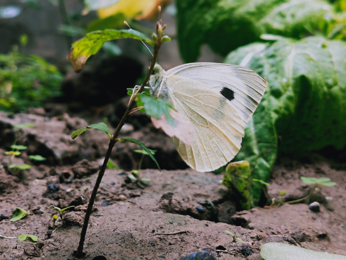 雨后摄影被雨水打湿了翅膀的蝴蝶可不轻呐小草被抱弯了腰