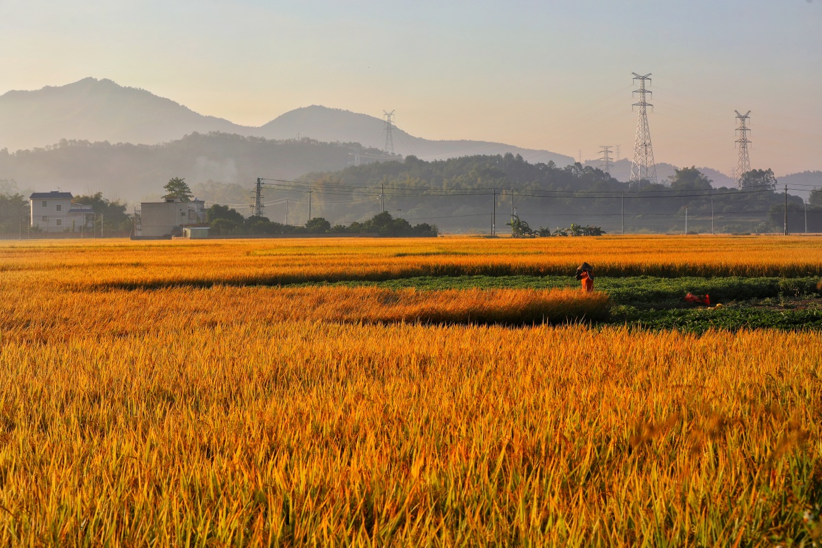秋天的收获,金灿灿的稻谷,一路都是风景!