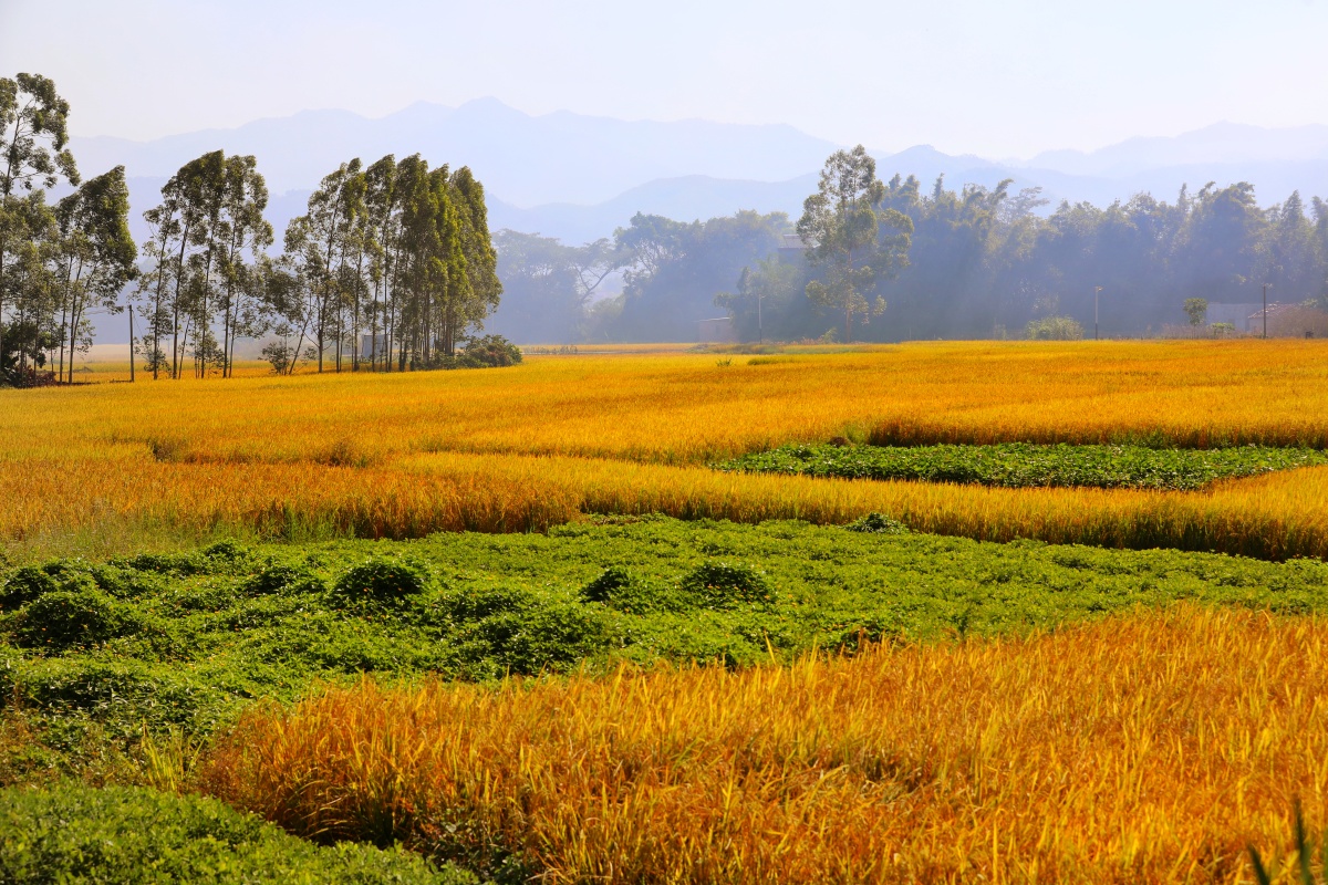 秋天的收获,金灿灿的稻谷,一路都是风景!