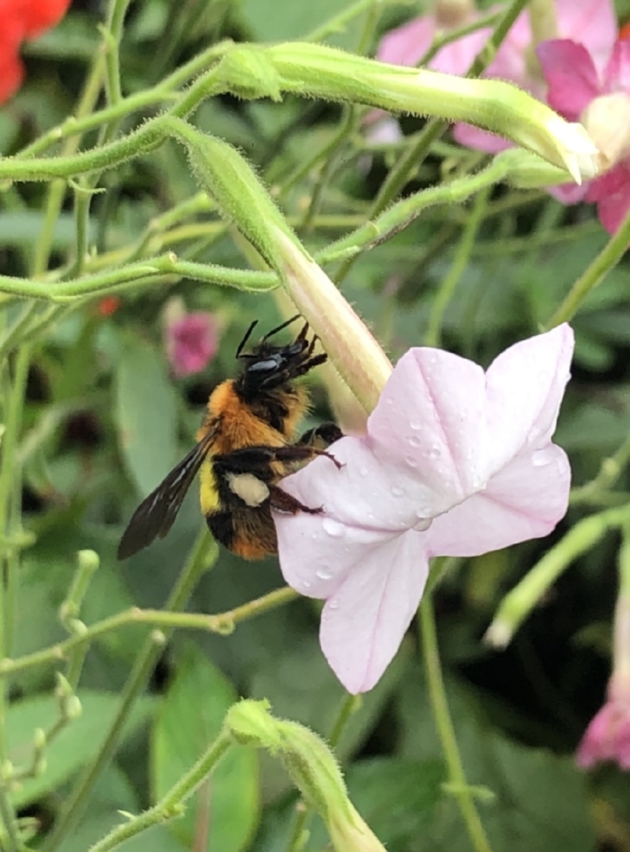 准备授粉的熊蜂