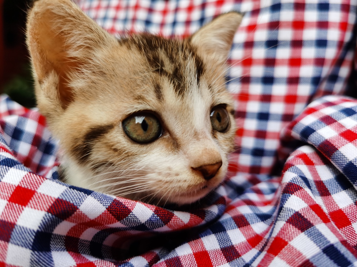 小猫咪 - 洞见真相 - 图虫