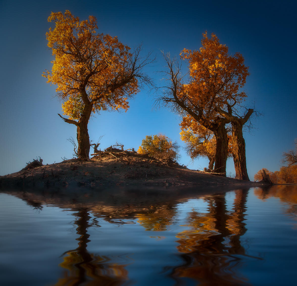 胡杨精品代代传:02 - 梦鸽 - 图虫网 - 优质摄影师交流社区