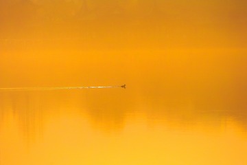 SDIM4786