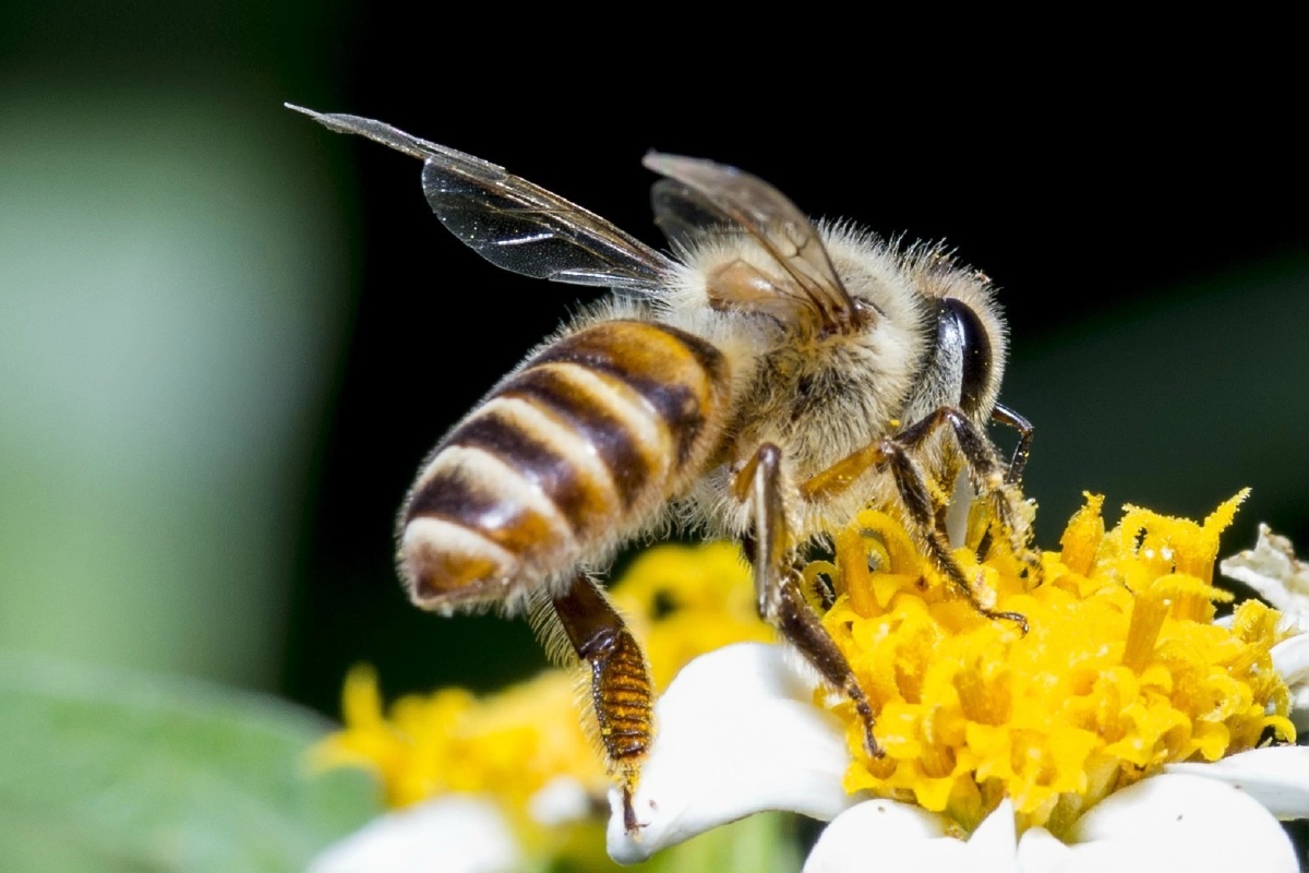 蜜蜂蜻蜓跳珠微距摄影