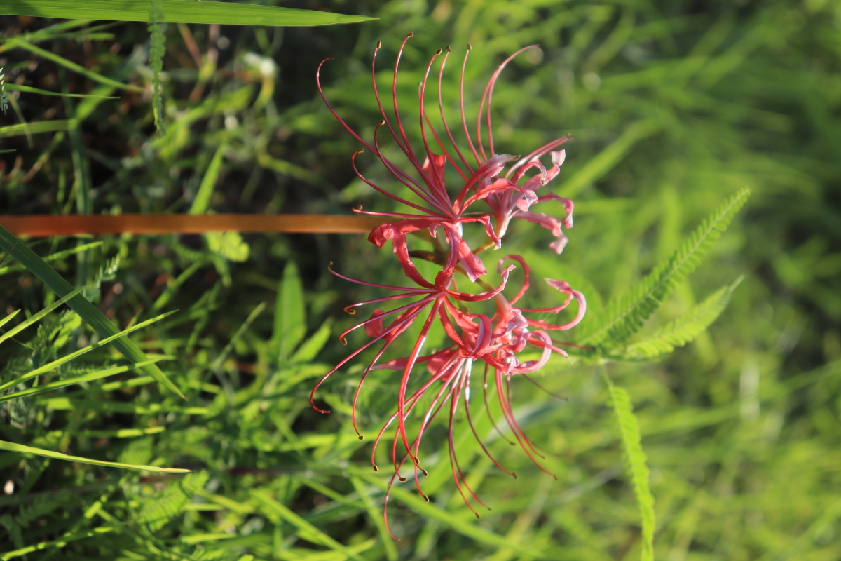 偶遇一株野生曼珠沙华