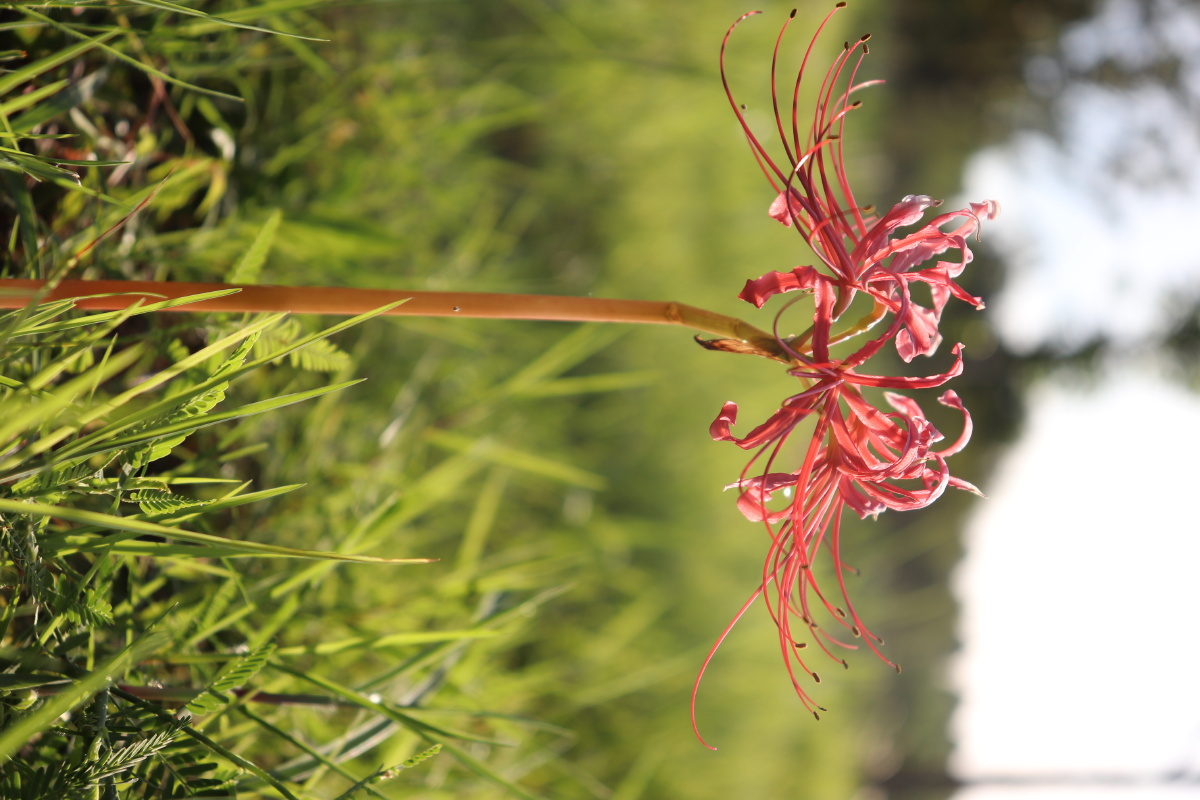 偶遇一株野生曼珠沙华