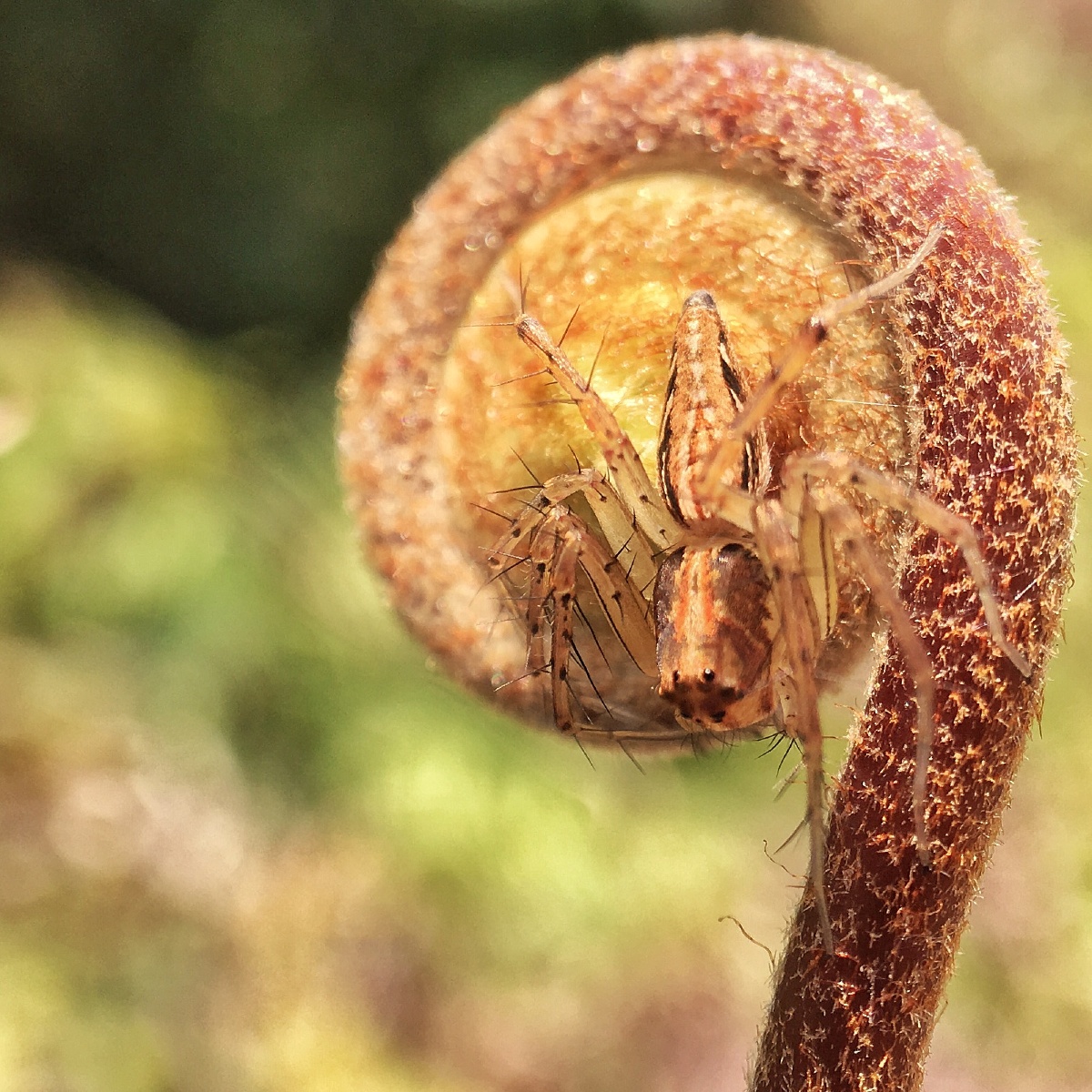 蛰伏 - 手机, 抓拍, 微距, 微距昆虫 - 醋拌柠檬