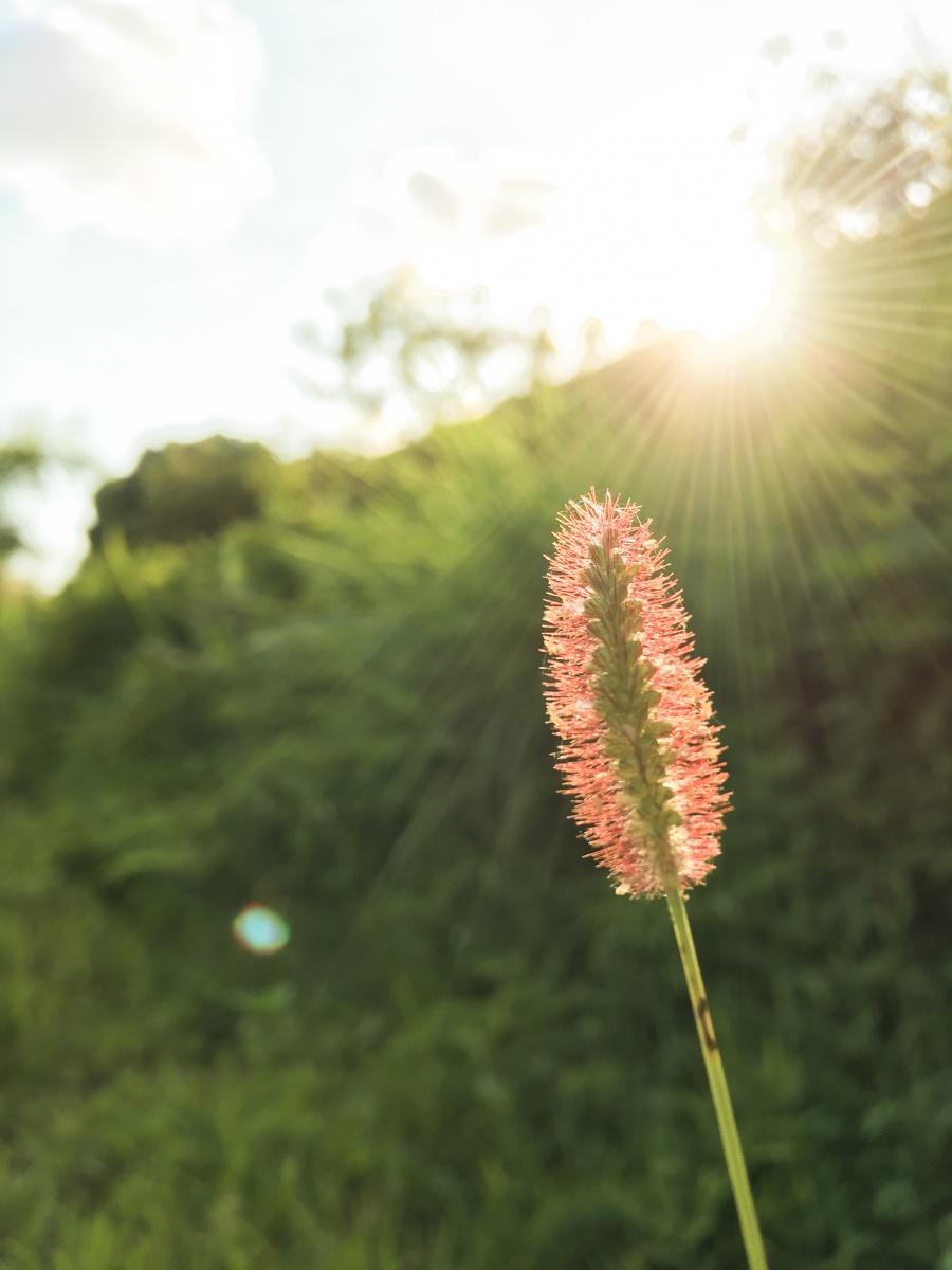 虽然渺小如一株狗尾巴草 也依然努力向阳