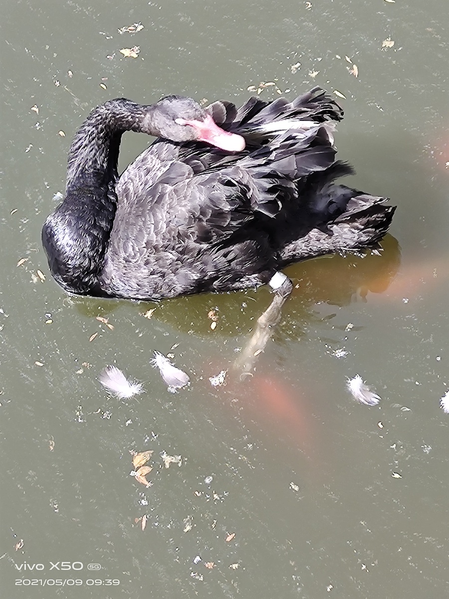 202159拍摄于石家庄市动物园天鹅湖中的黑天鹅鸳鸯野鸭大雁等飞禽