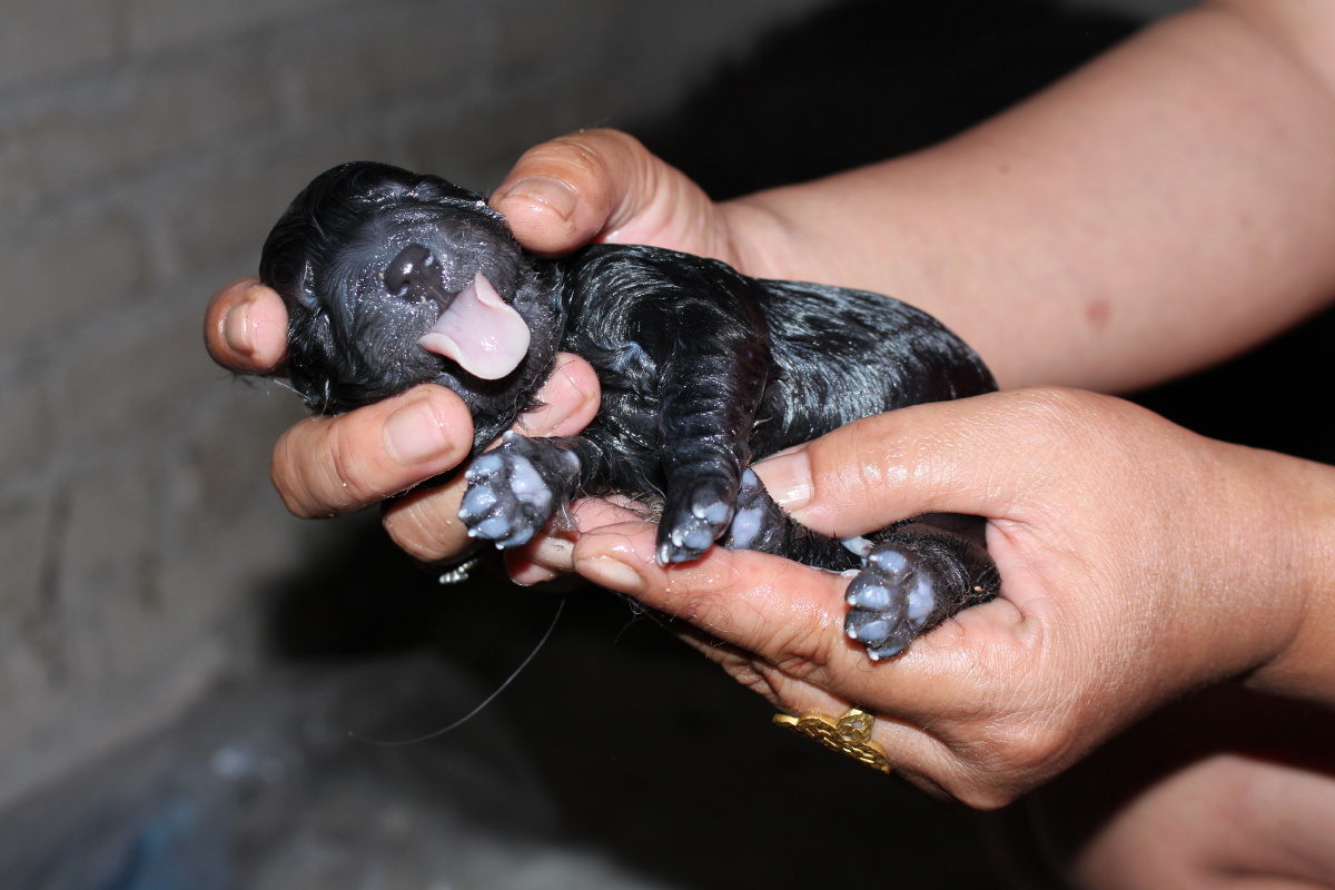 刚出生的狗宝宝