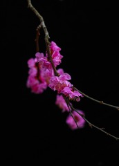 4628F444-A778-4092-8C53-E2D6DC5ED5D4/L0/001