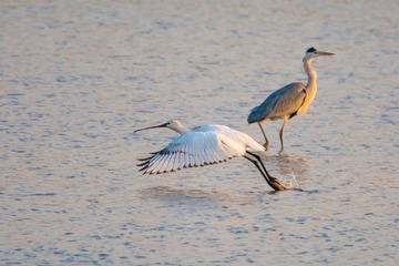 2_DSC0829分道扬镳