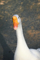 143625
