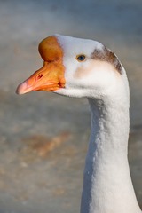 143622