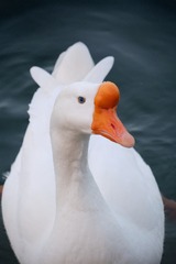 142881