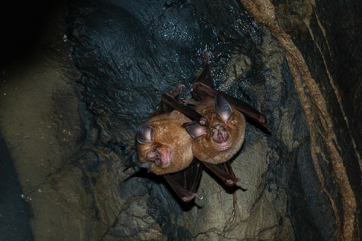 蝙蝠喜欢呆在阴暗潮湿的山洞里