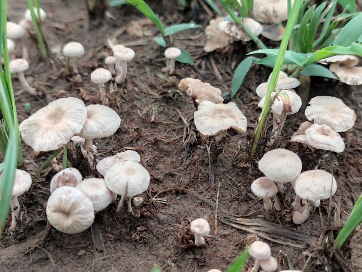 还记得它们吗采毛窝窝撑一碗汤就窝窝头那个味道美不