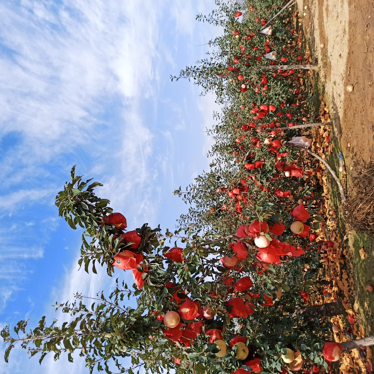 村委会西邻是大片月季园,其他责被苹果园紧紧包围.