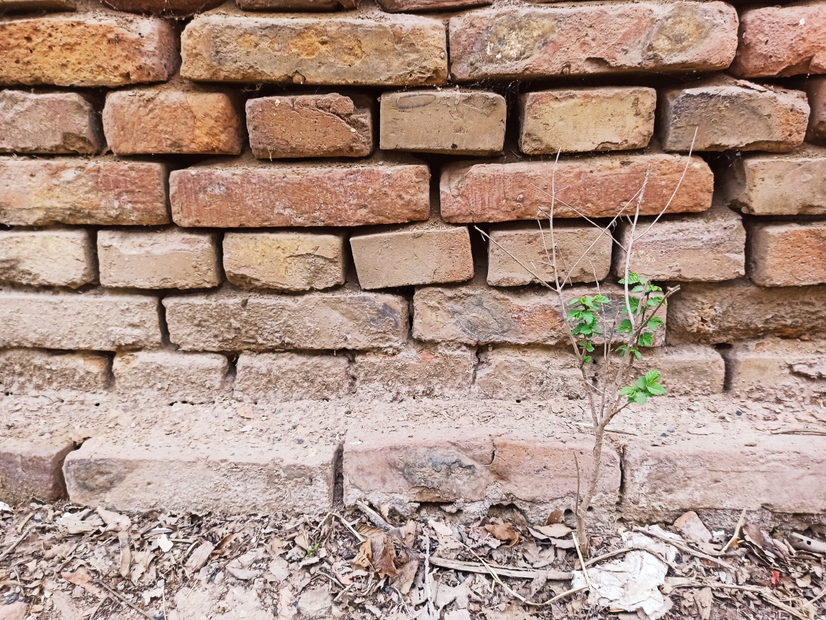 乡情随拍土胚房老墙根角落砖缝里顽强的小榆树2021年3月31日滨州小