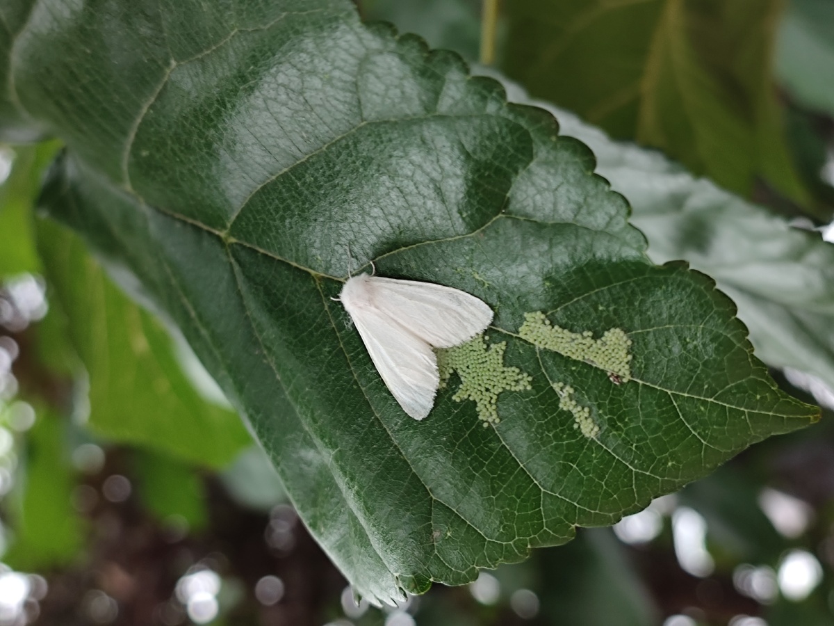 飞蛾飞蛾拍摄于2021年8月30日住所附近