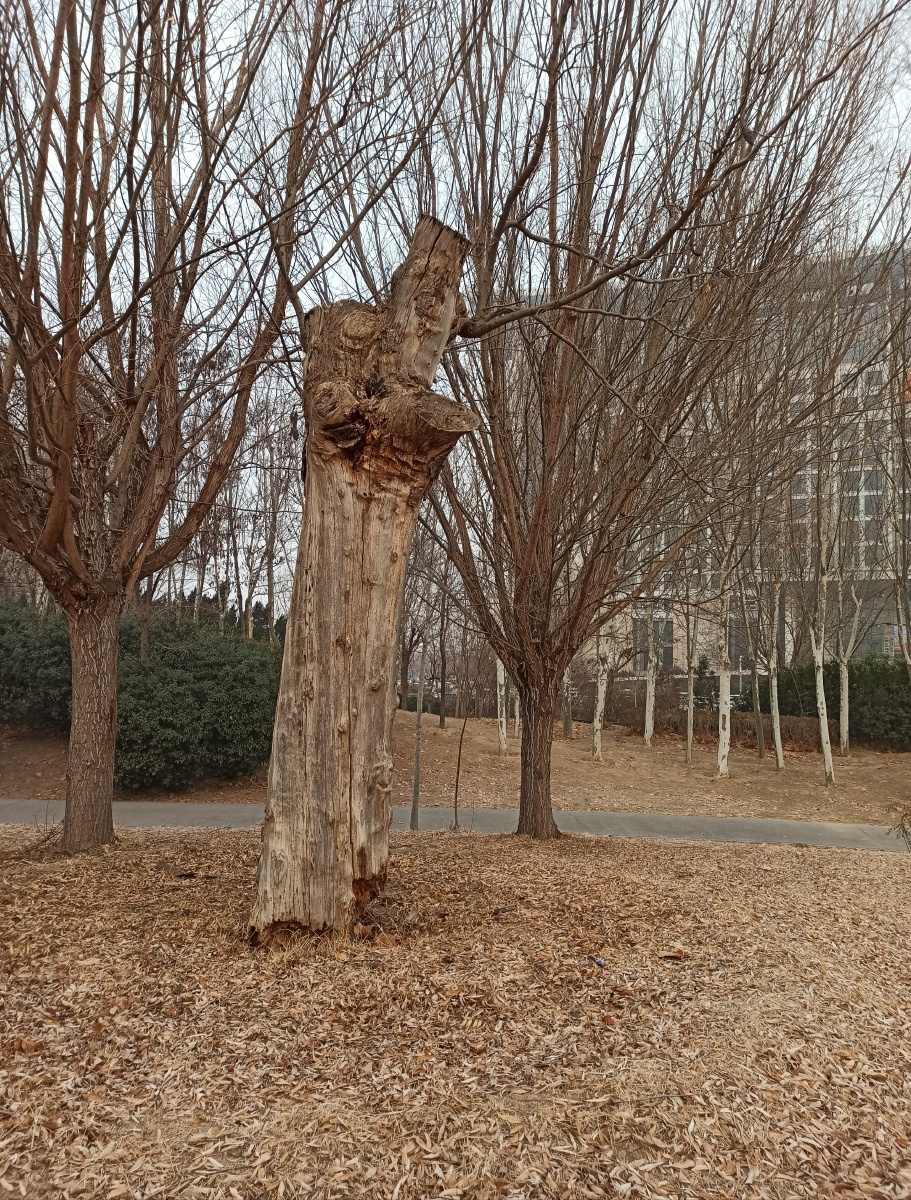 用力活着的皂角树