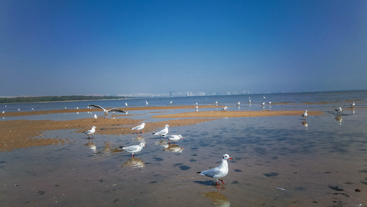 秦皇岛鸽子窝湿地公园的海鸥