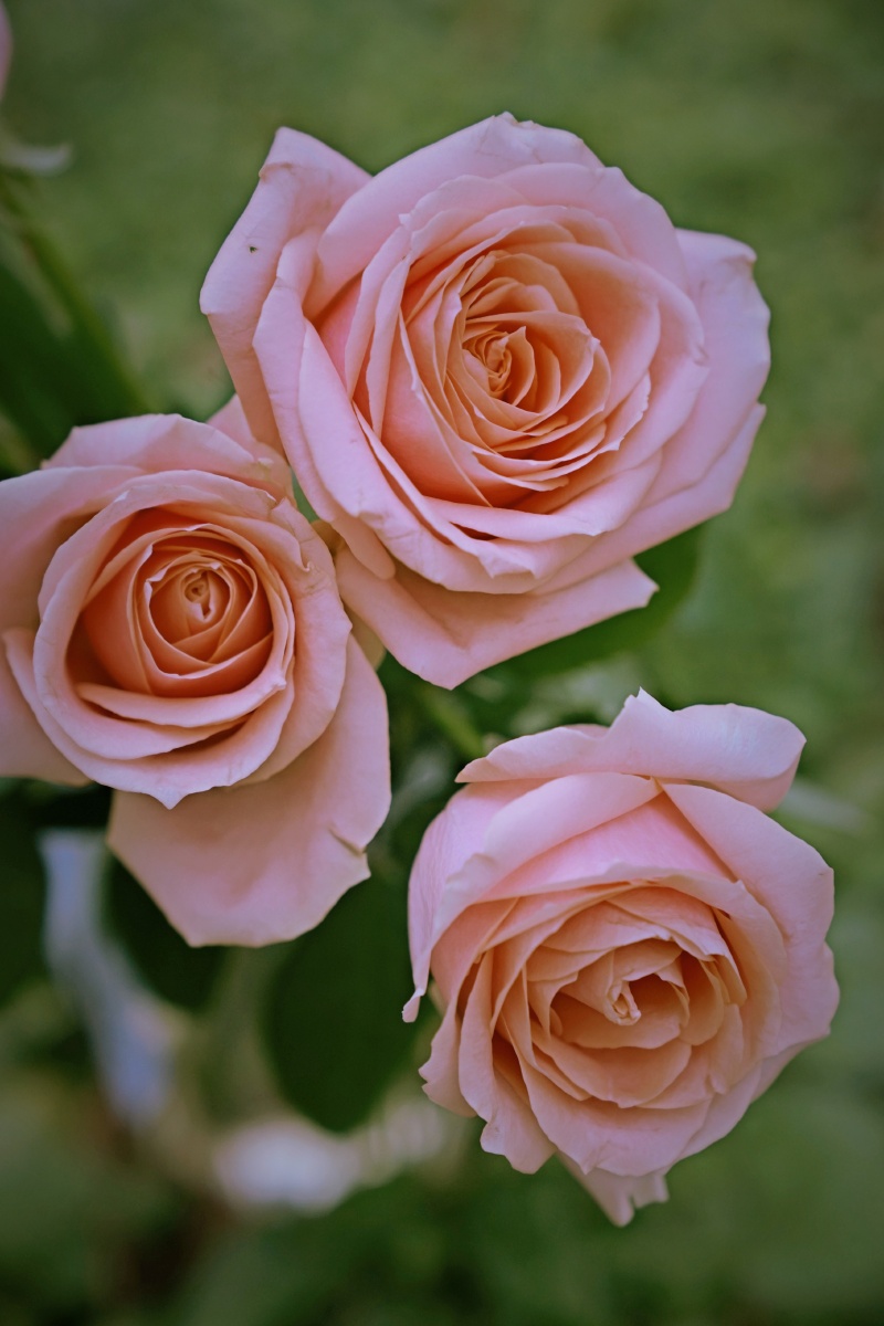 美丽的胭脂玫瑰精品上次都已经发完了哈哈