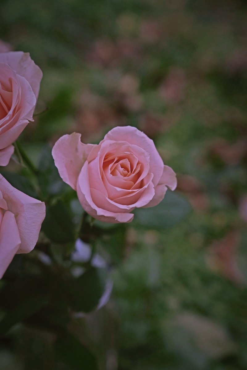 美丽的胭脂玫瑰精品上次都已经发完了哈哈