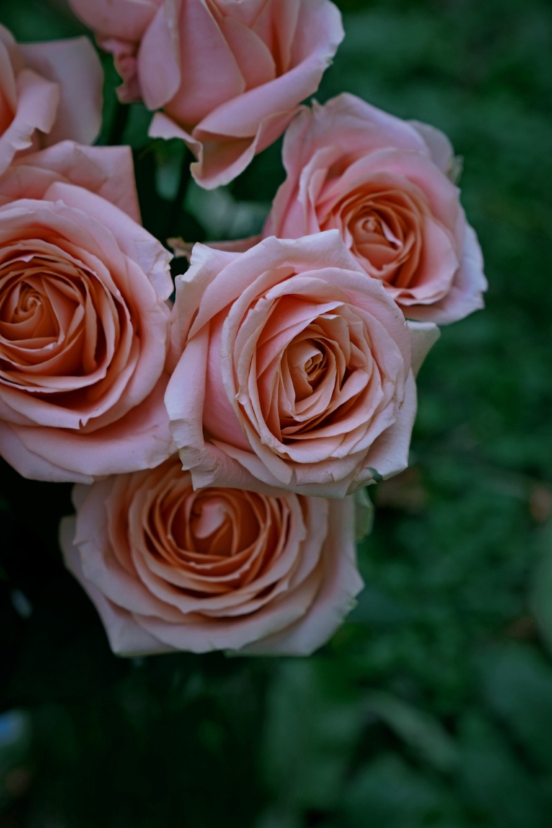 美丽的胭脂玫瑰精品上次都已经发完了哈哈