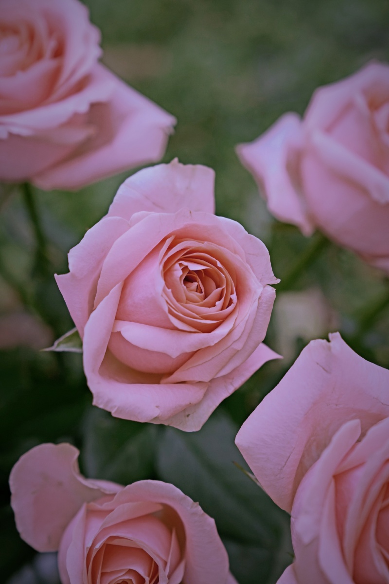 美丽的胭脂玫瑰精品上次都已经发完了哈哈