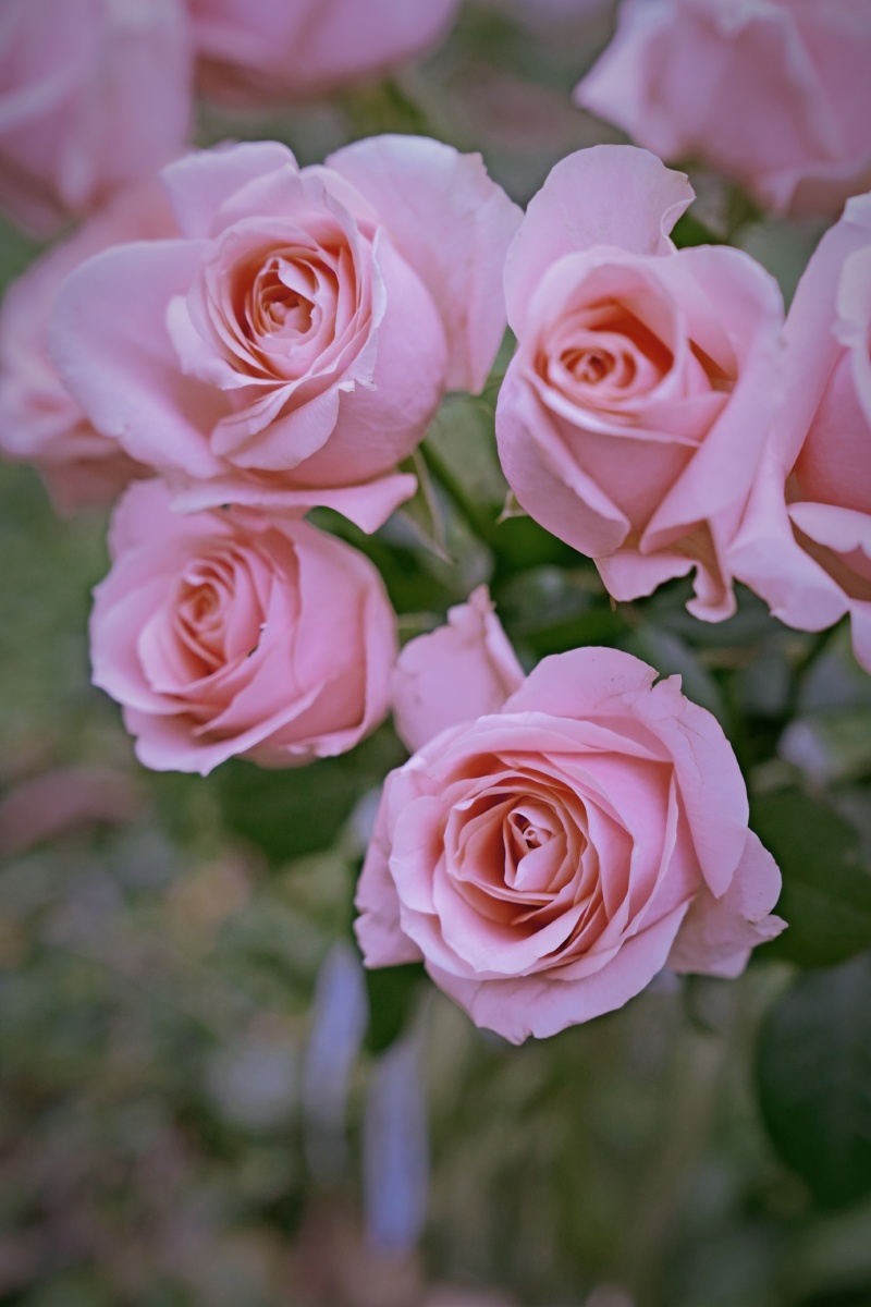 美丽的胭脂玫瑰精品上次都已经发完了哈哈