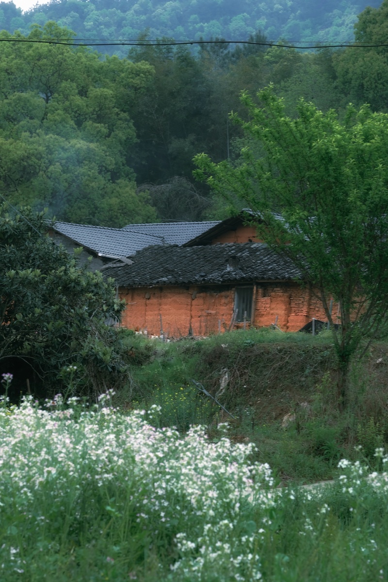 妈妈的老家龙泉兰巨乡剑湖村小小的村庄在春天里也是那么美呀