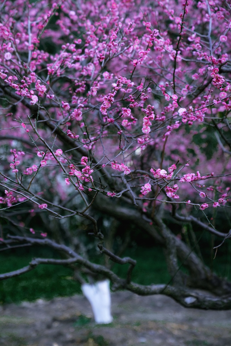 清新禅意都发过了那就再来一组浓郁风的吧第一次拍了那么多的梅花呀