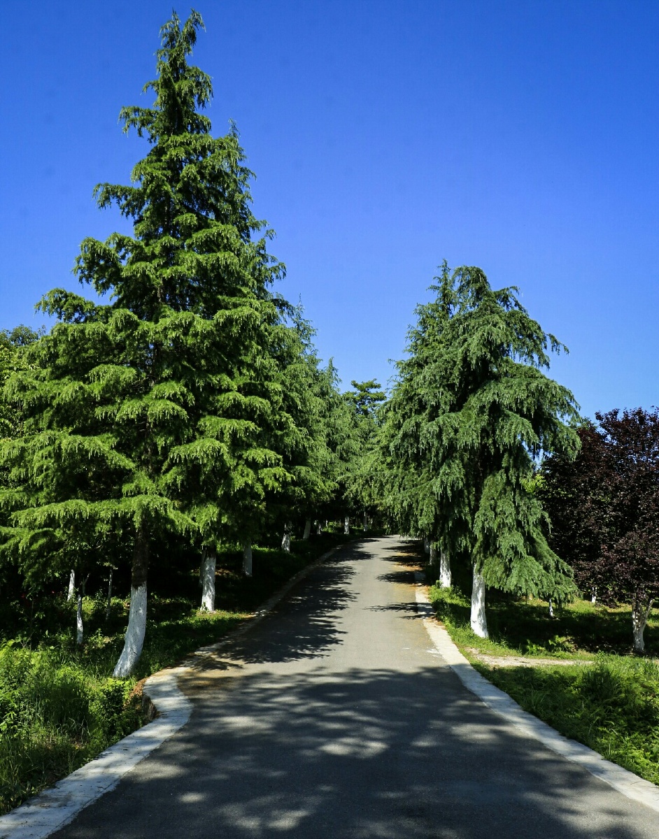 龙架山雪松大道
