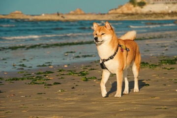 42965